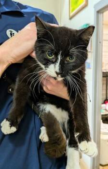 Domestic Short Hair Cats Available for Adoption - NAS | PetCurious