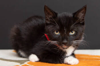 Rescue Domestic Short Hair Cats for Adoption in Greenville, South Carolina - Fern | PetCurious