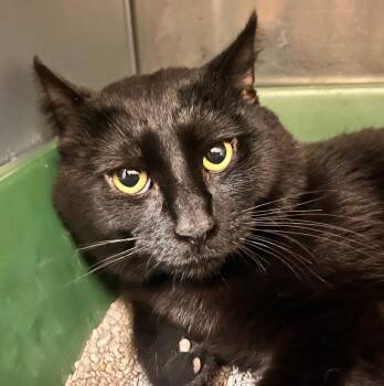 Blues -  Domestic Short Hair Cat for Adoption - Blues | PetCurious