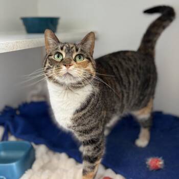 Mabel -  Domestic Short Hair Cat for Adoption in Fargo, North Dakota - Mabel | PetCurious