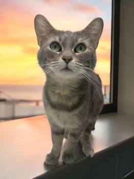 Domestic Short Hair Cats Available for Adoption - Misty | PetCurious