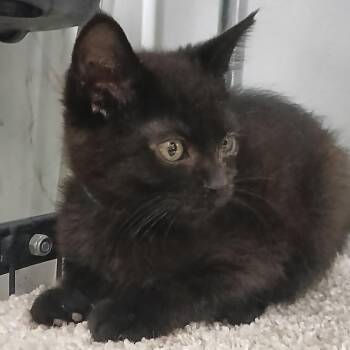 Fern -  Domestic Short Hair Cat for Adoption - Fern | PetCurious