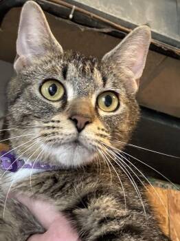 Rescue Tabby Cats for Adoption in Ludington, Michigan - Brandy | PetCurious