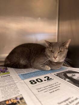 Rescue Domestic Short Hair Cats for Adoption in Hopkinsville, Kentucky - Minx/Ellie | PetCurious