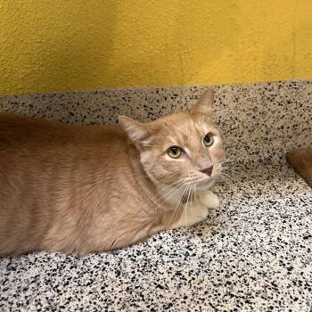 Neville -  Domestic Short Hair Cat for Adoption in Fresno, California - Neville | PetCurious