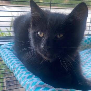 Cinder -  Domestic Short Hair Cat for Adoption in Chesapeake, Virginia - Cinder | PetCurious