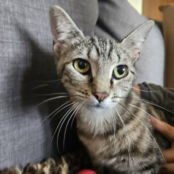 Rescue Domestic Short Hair Cats for Adoption in Brea, California - Angela | PetCurious