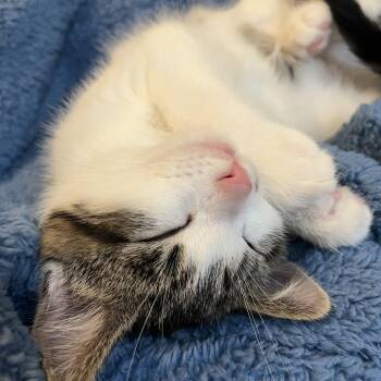 Domestic Short Hair Cats Available for Adoption in Massillon, Ohio - Rudolph (Rudy)  | PetCurious