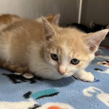 Echo -  Domestic Short Hair Cat for Adoption in Redwood City, California - Echo | PetCurious