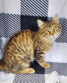 7123 (Dazzle) -  Domestic Long Hair Cat for Adoption in Lake City, Michigan - 7123 (Dazzle) | PetCurious