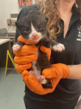 BRAVO -  Domestic Short Hair Cat Available for Adoption in Baytown, Texas - BRAVO | PetCurious