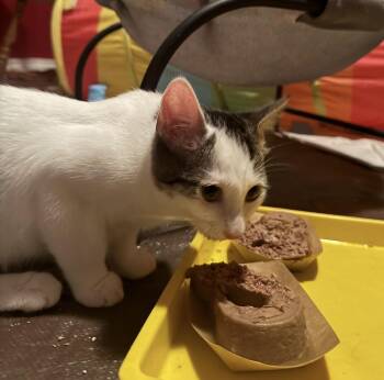 Treasure -  Domestic Short Hair Cat for Adoption in Oceanside, California - Treasure | PetCurious