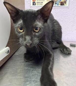 Huntsman -  Domestic Short Hair Cat for Adoption in El Paso, Texas - Huntsman | PetCurious