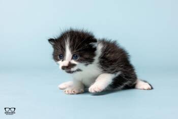 Domestic Short Hair Cats Available for Adoption in Hoffman Estates, Illinois - Larry | PetCurious