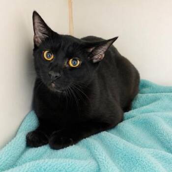 Pan -  Domestic Short Hair Cat for Adoption in Long Beach, California - Pan | PetCurious