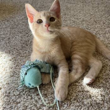 Rescue Tabby and Domestic Short Hair Cats for Adoption in Tulsa, Oklahoma - Honeybee | PetCurious