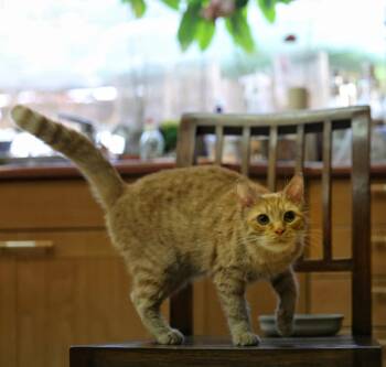 Rescue Domestic Short Hair Cats for Adoption in Fairfax, Virginia - Wisso | PetCurious