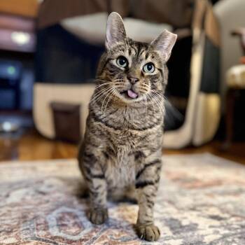 Piccolo -  Domestic Short Hair Cat for Adoption - Piccolo | PetCurious