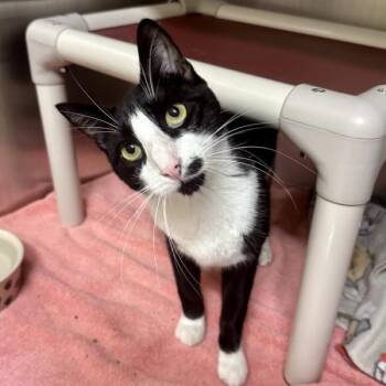 Mr. Big Shot -  Domestic Short Hair Cat for Adoption in Walnut Creek, California - Mr. Big Shot | PetCurious