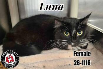 Luna -  Domestic Medium Hair Cat for Adoption in Georgetown, Kentucky - Luna | PetCurious