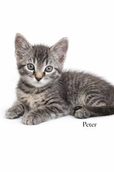 Domestic Short Hair Cats Available for Adoption in Stevensville, Michigan - Peter | PetCurious