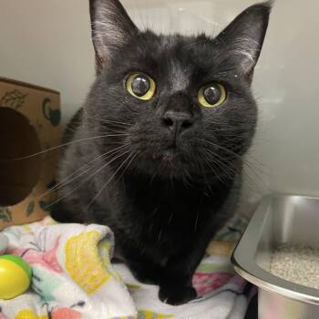 Sarah Rose -  Domestic Short Hair Cat for Adoption in Saint Charles, Missouri - Sarah Rose | PetCurious