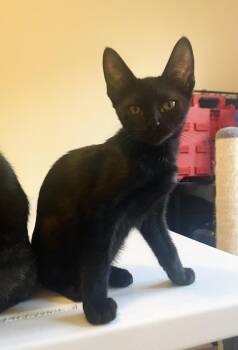Luna Lindner -  Domestic Short Hair Cat for Adoption in Chandler, Arizona - Luna Lindner | PetCurious