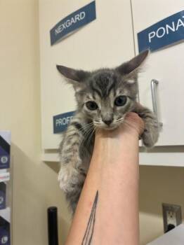 COMET -  Domestic Short Hair Cat for Adoption in Fremont, California - COMET | PetCurious