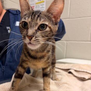 Pollyanna -  Domestic Short Hair Cat for Adoption in Bristol, Indiana - Pollyanna | PetCurious