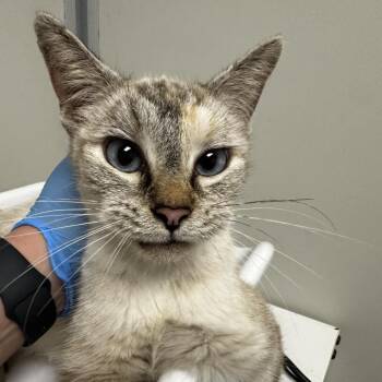 Roz -  Siamese Cat for Adoption in Concord, North Carolina - Roz | PetCurious