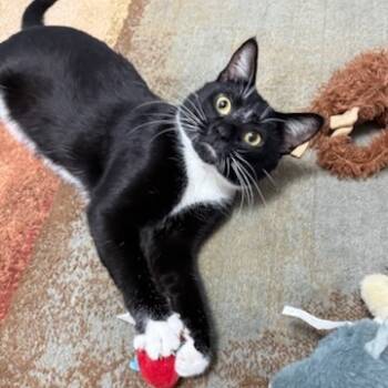 Rescue Domestic Short Hair Cats for Adoption in Baldwin, Wisconsin - Cosmo | PetCurious