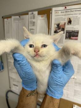 Blacksmith -  Domestic Short Hair Cat for Adoption in Bolivar, Missouri - Blacksmith | PetCurious