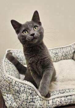 Sylva -  Domestic Short Hair Cat for Adoption in Fremont, Ohio - Sylva | PetCurious