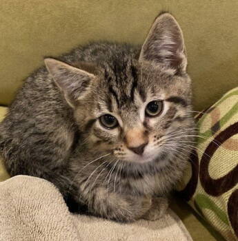 Rescue Tabby and Domestic Short Hair Cats for Adoption in Georgetown, Kentucky - Joel | PetCurious