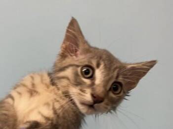 Sauron -  Domestic Medium Hair Cat for Adoption in Woodbury, Minnesota - Sauron | PetCurious