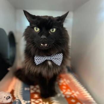 Domestic Long Hair Cats Available for Adoption in Matteson, Illinois - Silk Road | PetCurious