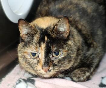 Domestic Short Hair Cats Available for Adoption - Sarabi | PetCurious