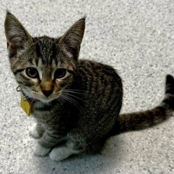 Lillian - Lovely Little Lady -  Tabby Cat for Adoption in Hoquiam, Washington - Lillian - Lovely Little Lady | PetCurious