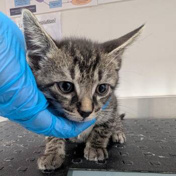 Jareau -  Domestic Short Hair Cat for Adoption in League City, Texas - Jareau | PetCurious