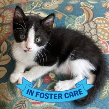 SHAMU -  Domestic Short Hair Cat for Adoption in Tallahassee, Florida - SHAMU | PetCurious