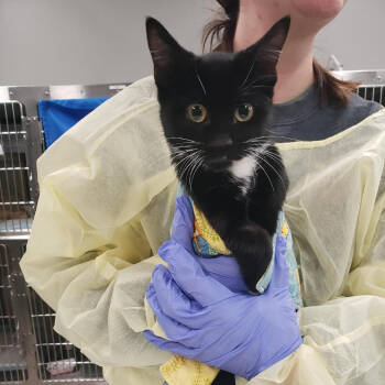 Rescue Domestic Short Hair Cats for Adoption in Salt Lake City, Utah - Maury | PetCurious