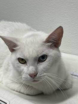 Rescue Domestic Short Hair Cats for Adoption in West Chester, Pennsylvania - Yang | PetCurious