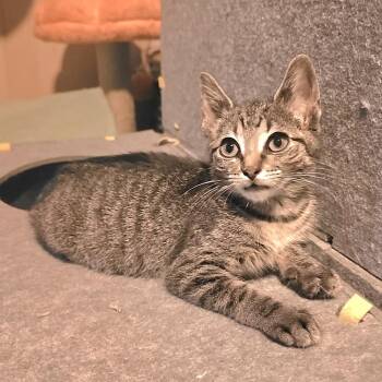 LOTTIE -  Tabby and Manx Cat for Adoption in Fletcher, Oklahoma - LOTTIE | PetCurious