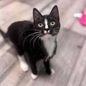 Hershey -  Domestic Short Hair Cat for Adoption in Brownsboro, Alabama - Hershey | PetCurious