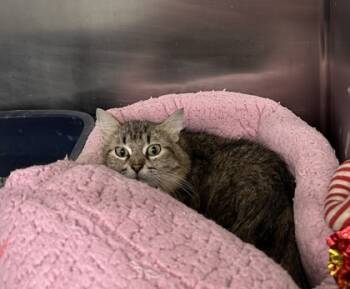 Rescue Domestic Medium Hair and Domestic Short Hair Cats for Adoption in Rhinelander, Wisconsin - Maisie | PetCurious