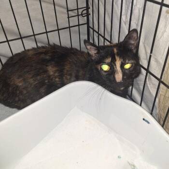 Domestic Short Hair Cats Available for Adoption in Westhampton, New York - Cleopatra | PetCurious