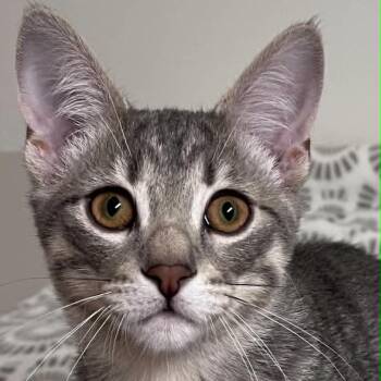 ASHWIN -  Tabby Cat for Adoption in Delhi, Ontario - ASHWIN | PetCurious