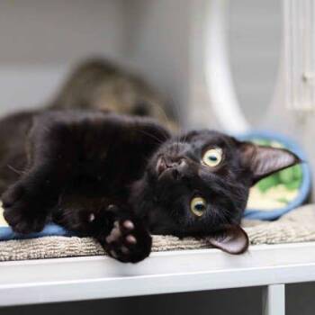 Catsby -  Domestic Short Hair Cat for Adoption in Atlanta, Georgia - Catsby | PetCurious