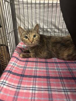 Rescue Domestic Short Hair Cats for Adoption - Dani | PetCurious