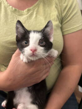 Rescue Domestic Short Hair Cats for Adoption in Camden, South Carolina - Barcode (Available For Pre-adoption) | PetCurious